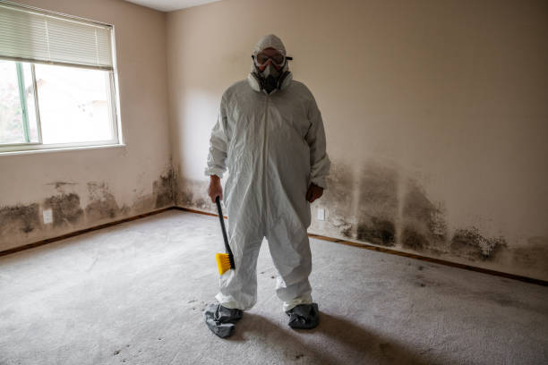 South Charleston, WV Mold Removal Company